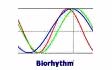 Liebes Biorhythmus